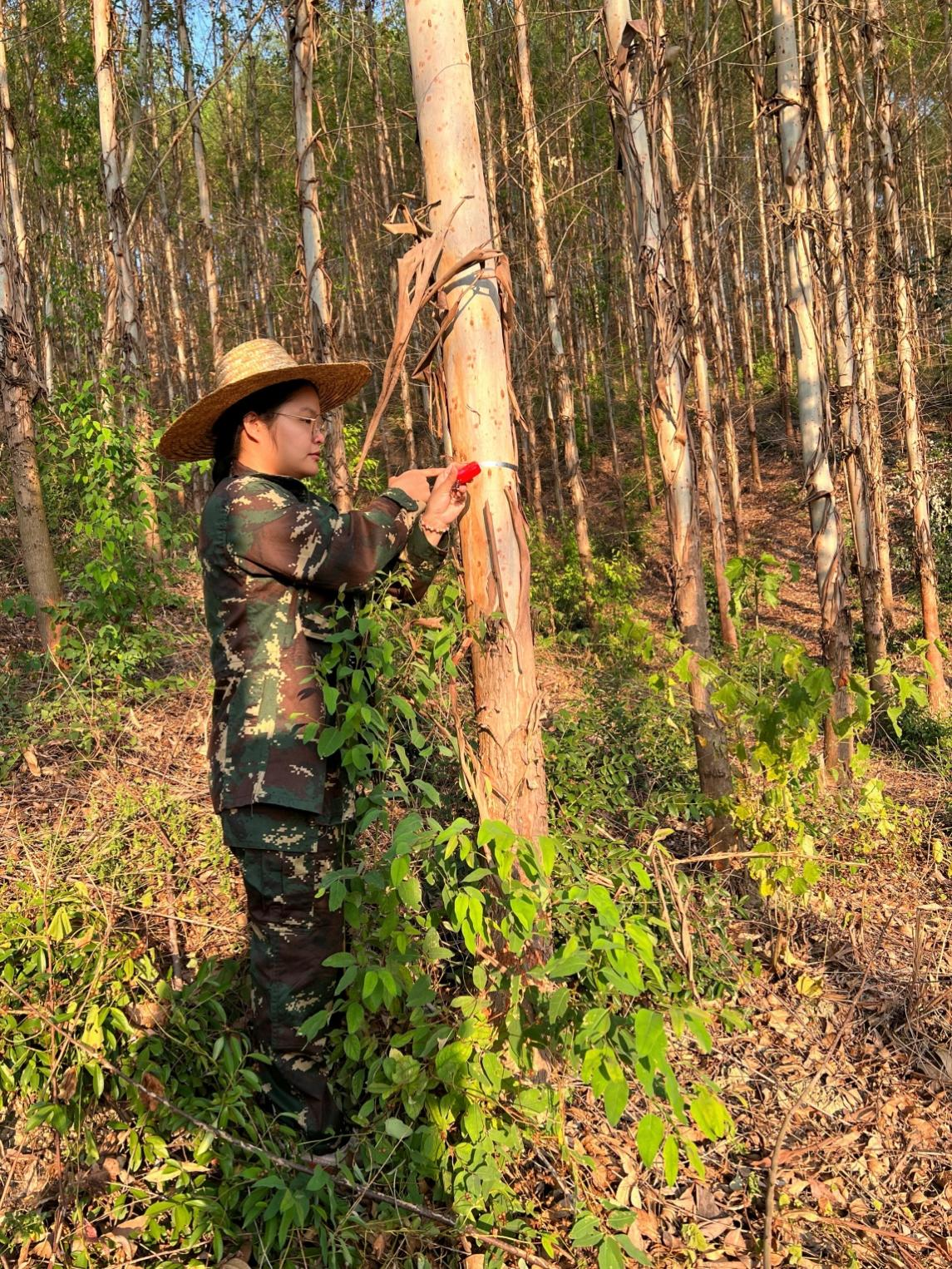 穿梭桂粤林海，踏遍岭岭川川--致敬奋战在林区一线的鹿鼎人