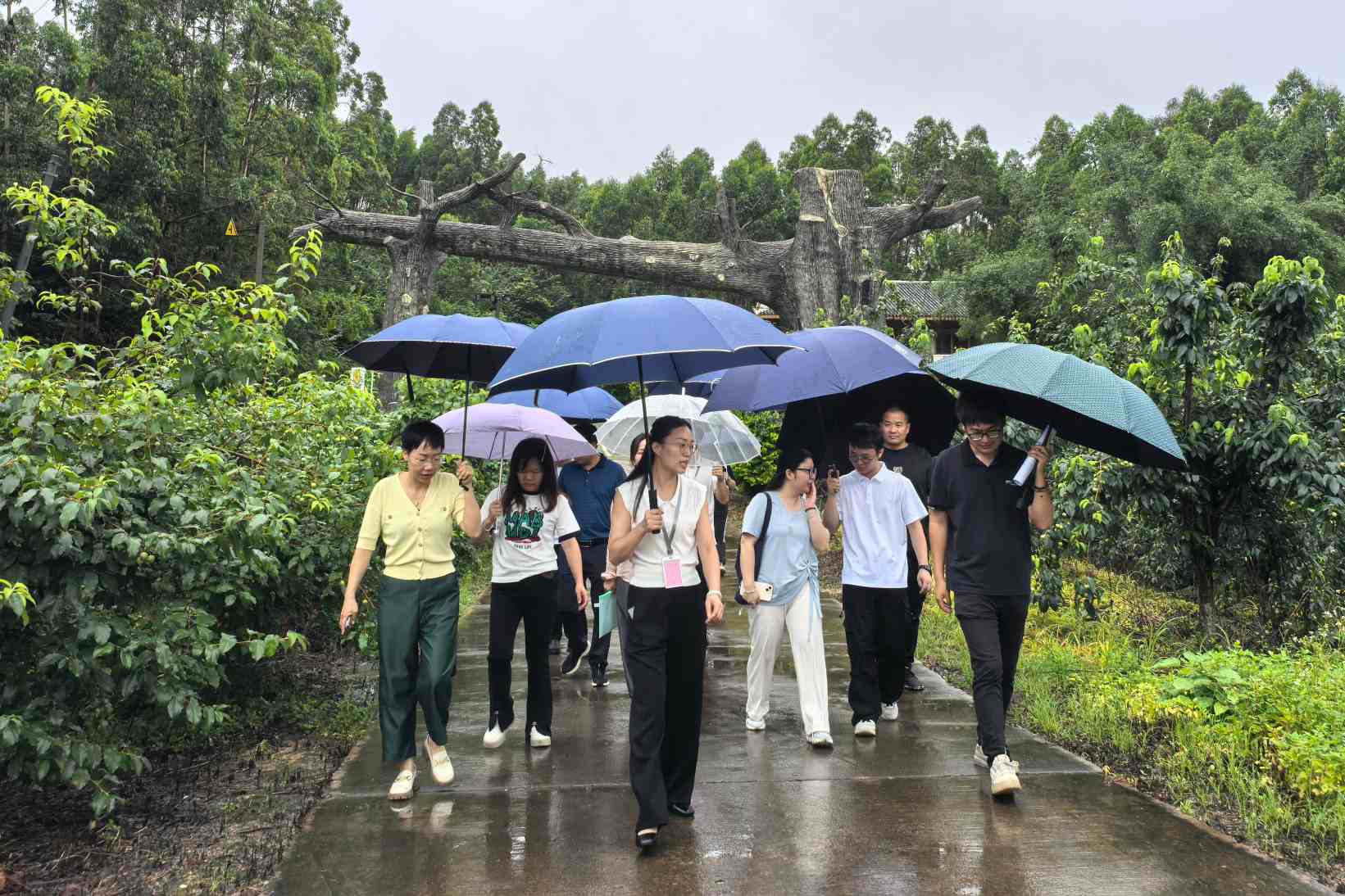 市、县联合复核组到“山楂之恋”景区开展AAA级旅游景区复核工作