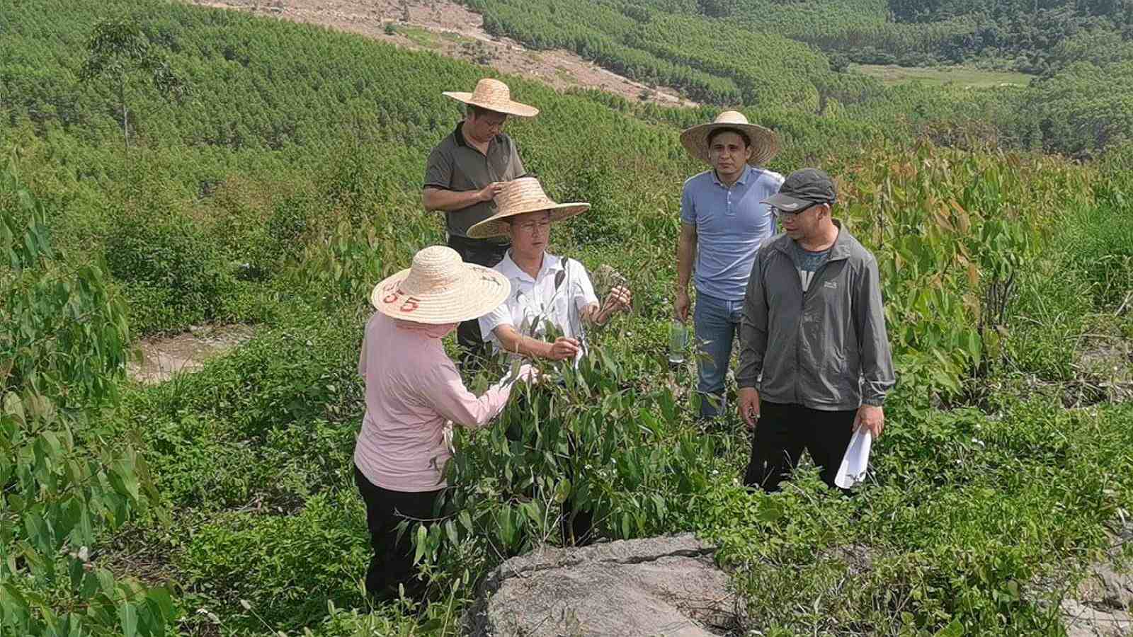 三门江林场副场长肖崇福到鹿鼎集团“双重”项目新造林地检查指导工作
