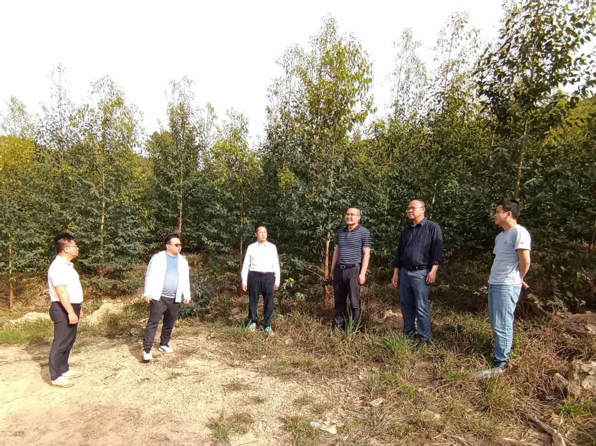 三门江林场副场长肖崇福、副场长尹华山一行到鹿鼎集团林地检查指导工作