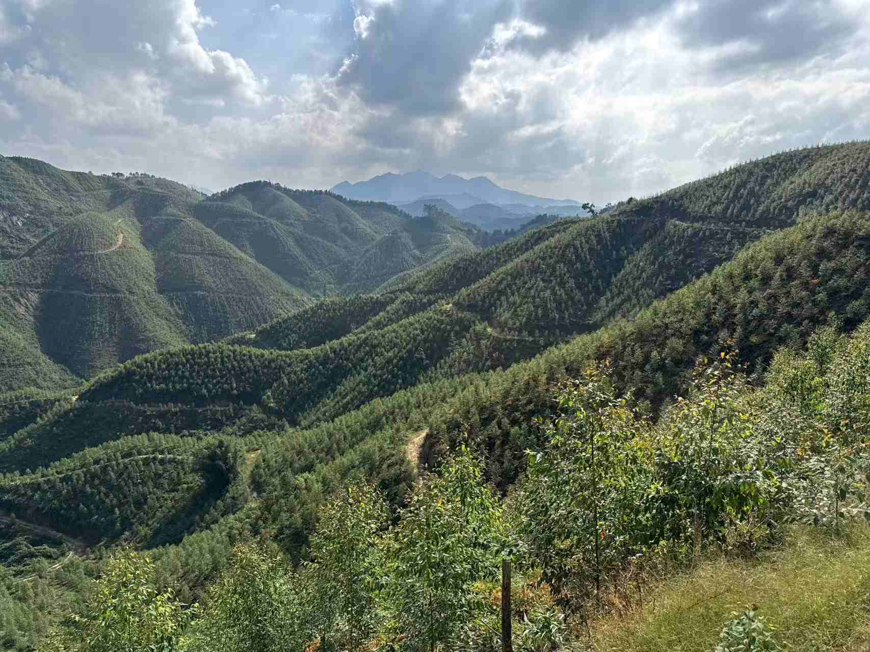 感恩同行，共绘绿水青山新画卷——致鹿鼎林业集团成立五周年